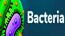 Bacteria