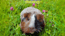 Guinea Piggy Matching