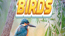 Hidden Spots Birds