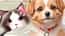 Pet Salon