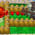 Plants vs Zombies Winter