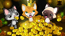 Cat Diggers Cat Diggers