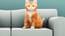 Cat Simulator Cat Simulator