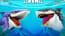 Hungry Shark Arena