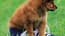 Playful Puppy Outdoor Puzzle