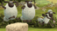 Shaun The Sheep Alien Athletics