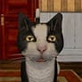 Thumbnail of Cat Freddy